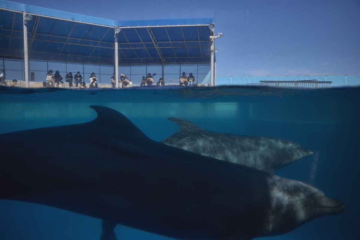 Echizen Matsushima Aquarium